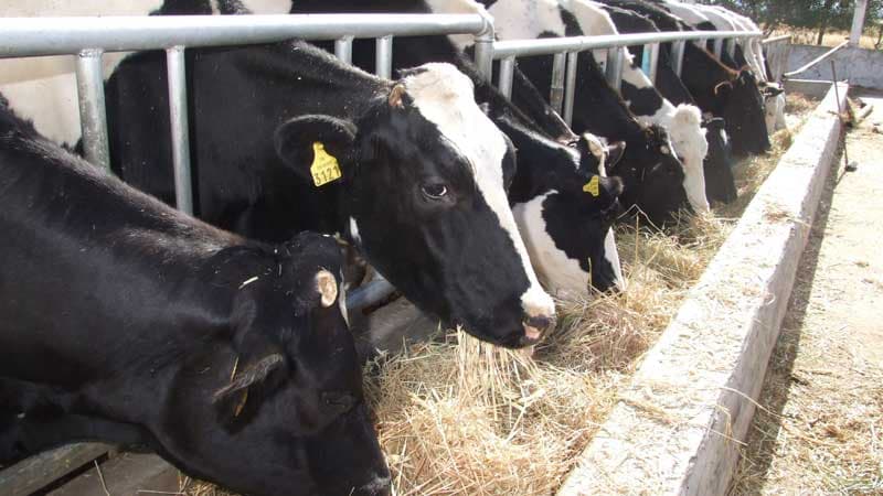 Veterinary services boost preparedness