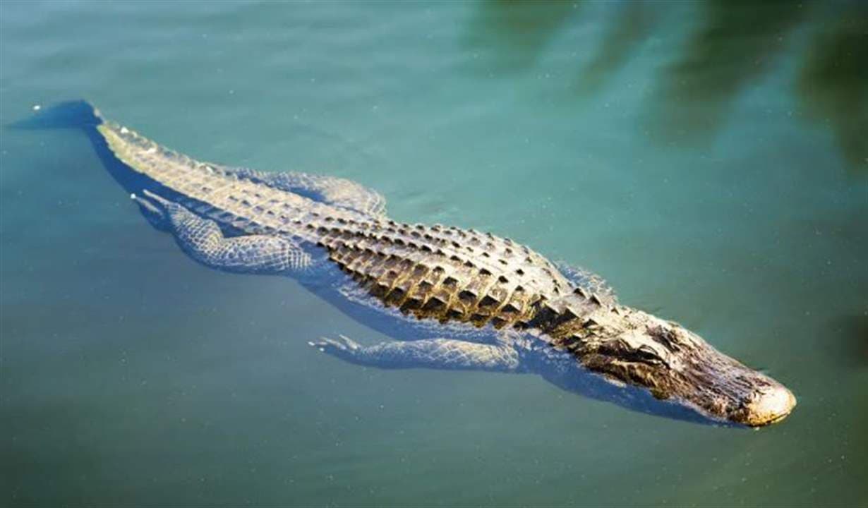 Israel Considers Using Crocodiles