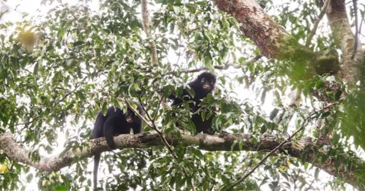 LiKuiLi New Monkey Species Found