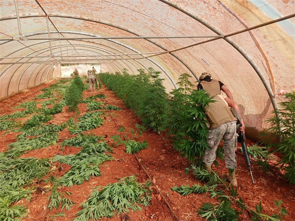 Army destroys 16 marijuana tents in Baalbek