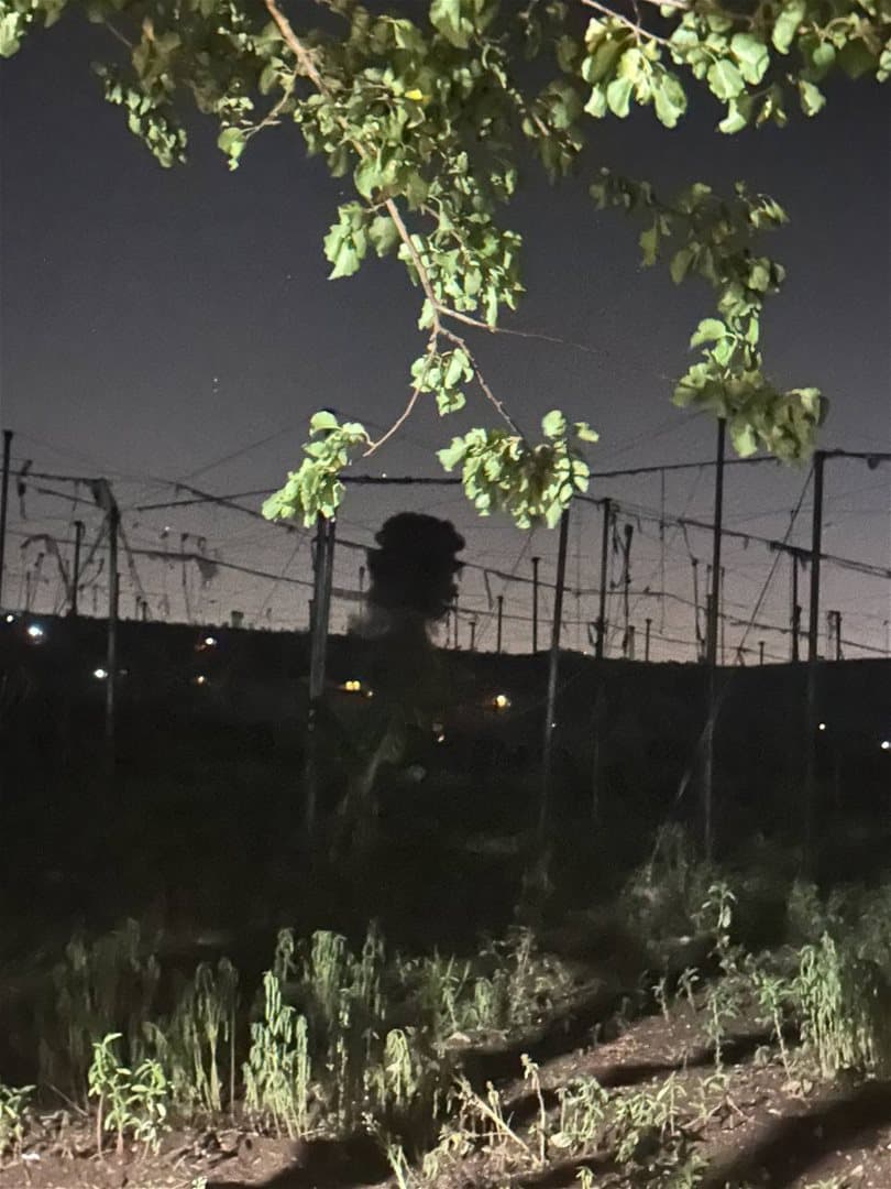 Raid on Al-Mansouri in Sidon