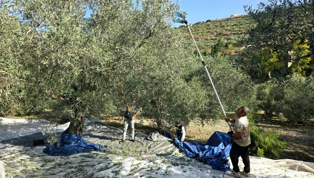 Israeli pressure impacts olive harvest in southern towns