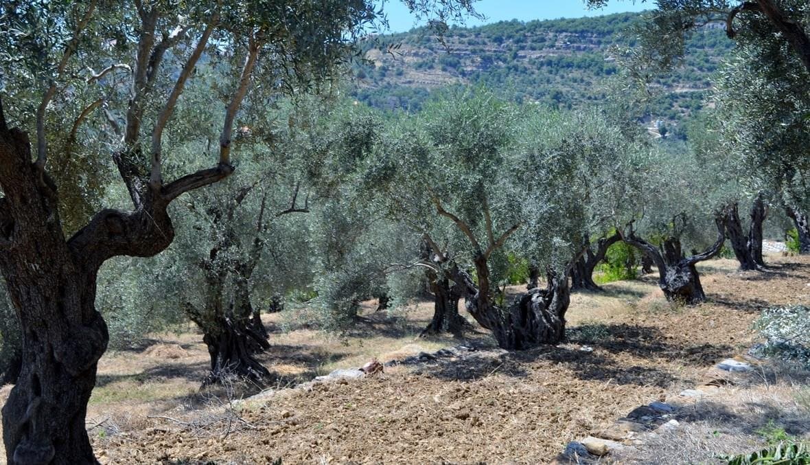 زيتون الجنوب يستمر في النمو