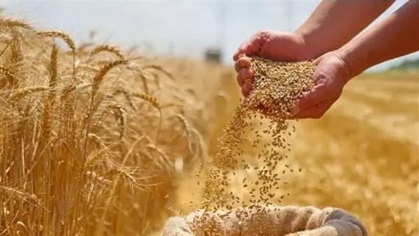 مجلس الوزراء يوضح تأثير مخزون القمح