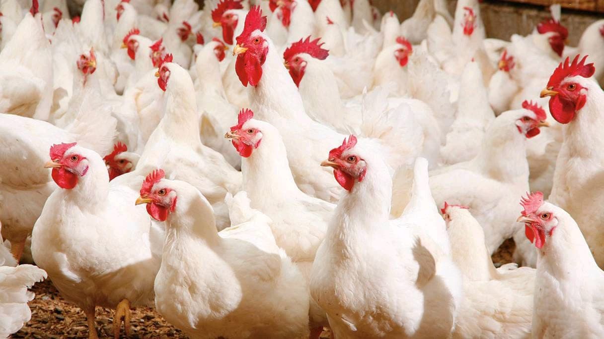 Measures to support poultry after outages