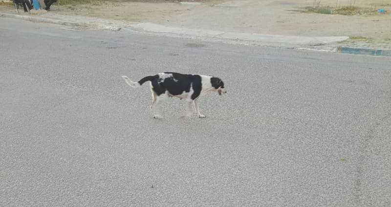 Hammam Sousse to hold stray dog meeting