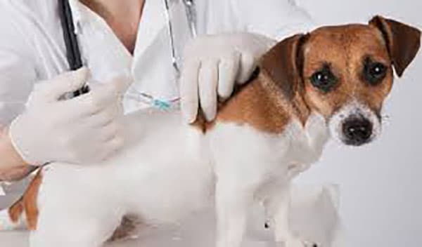 Tunis Hosts Rabies Awareness Day on September 26