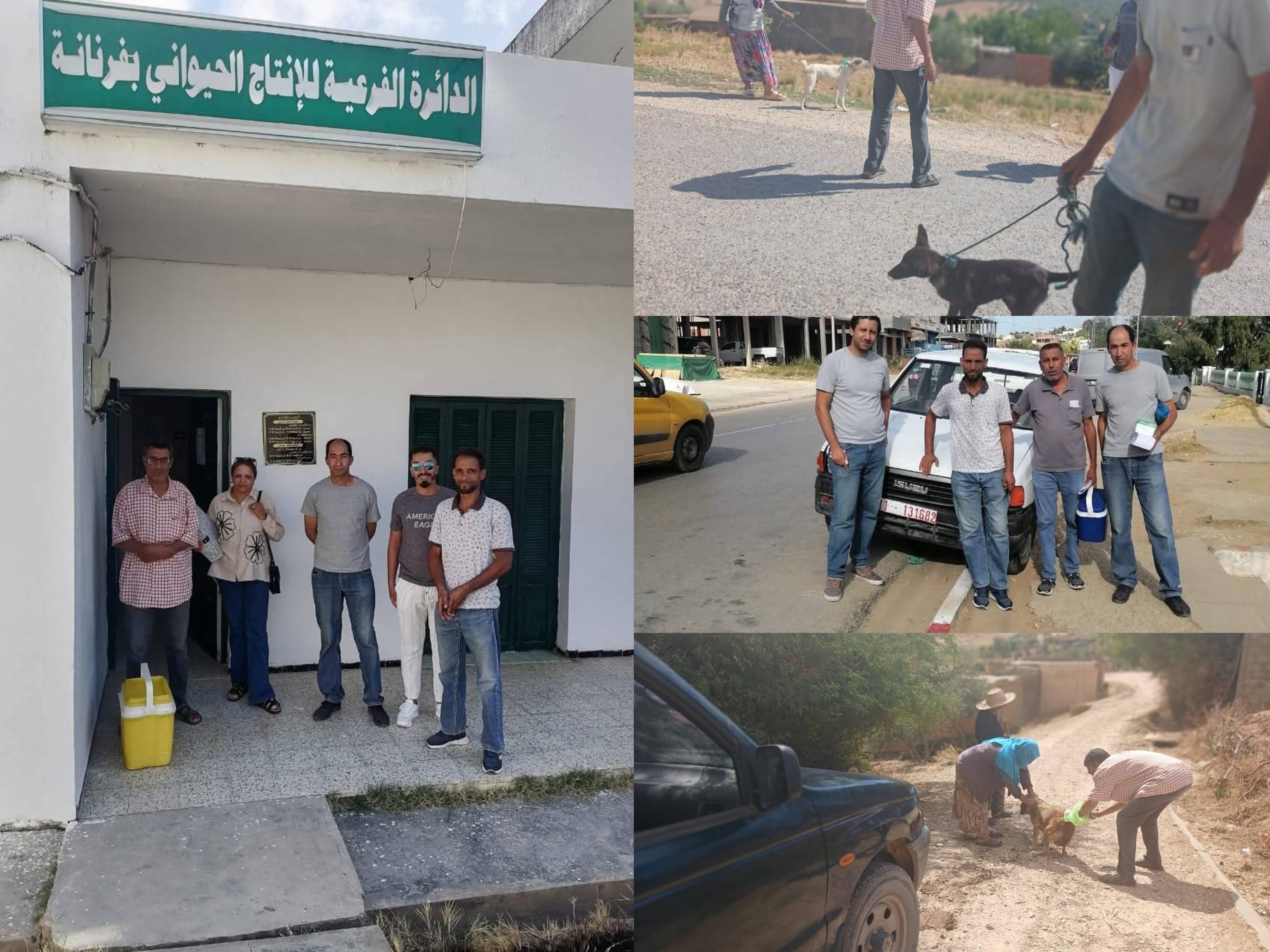 Jendouba Fournana vets vaccinate rabies