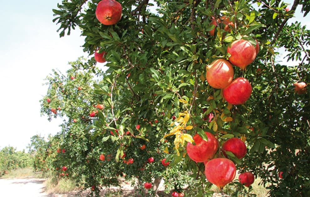 Tunisia 2026 Tomato Output