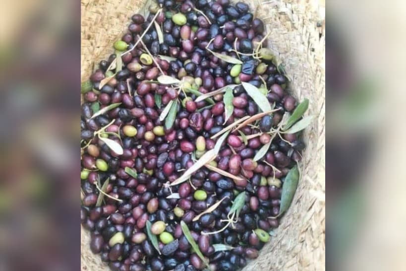 Madinin Olive Harvest Forecasts Lower Yields