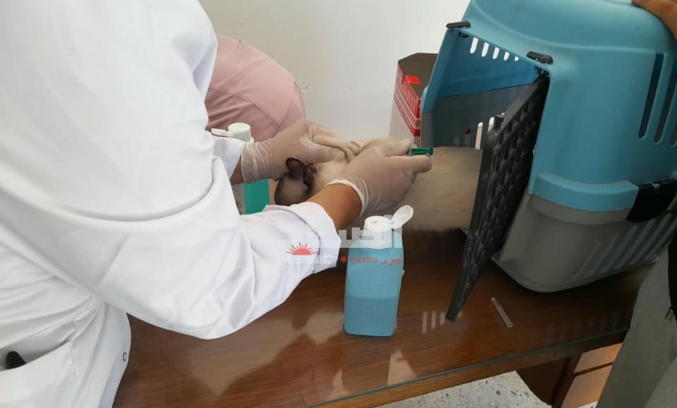 Sousse Hosts Dog and Cat Vaccination Day