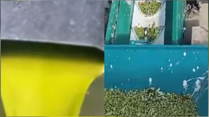 Tebourba/Manouba: Takoubri Olive Oil at 16 Dinars