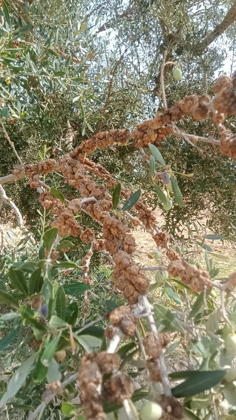 Al-Mahdiyah Olive Harvesting Concerns