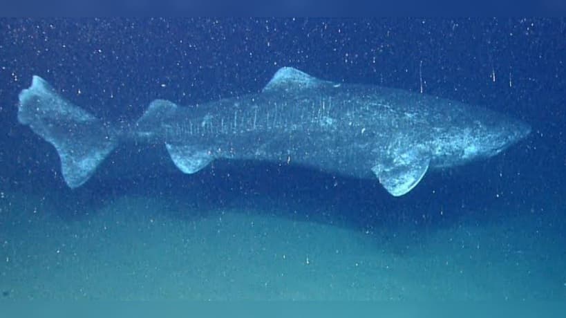 Greenland intends to cull 1,000 ancient sharks