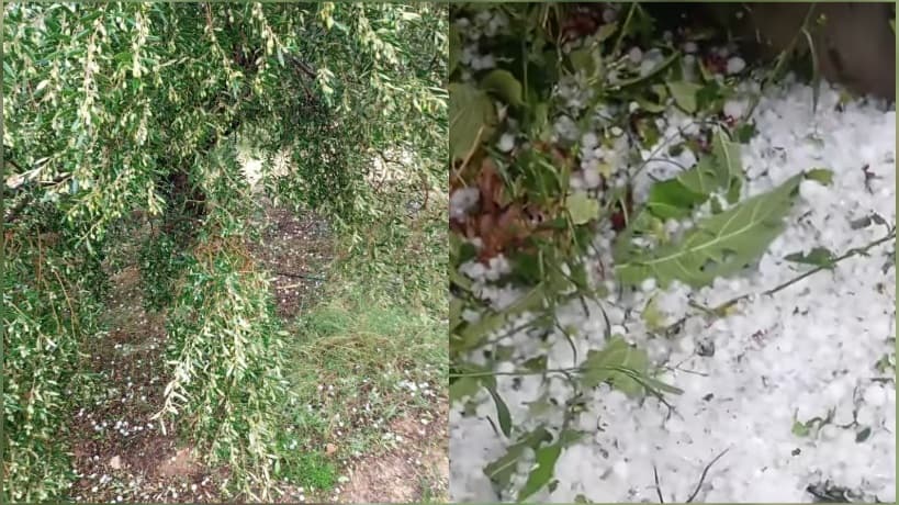 Sabeeba: Heavy rains and hailstorm impact agriculture