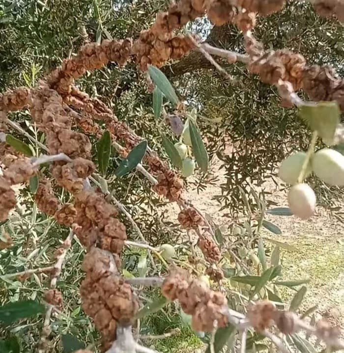 سلامة غابات الزيتون بسوسة من مرض سل الزيتون