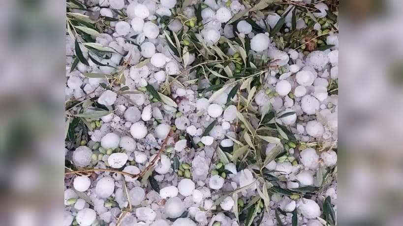 رئيس اتحاد فلاحي القصرين يتحدث عن خسائر البرد