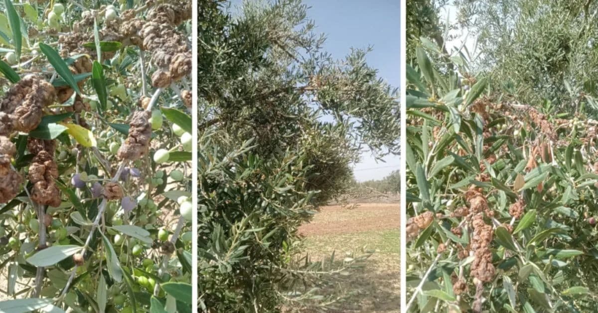 مستجدات في سل الزيتون بالمهدية