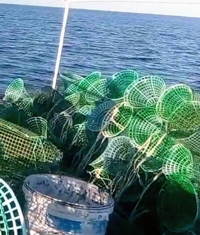 تمديد حظر صيد الاخطبوط حتى 15 نوفمبر