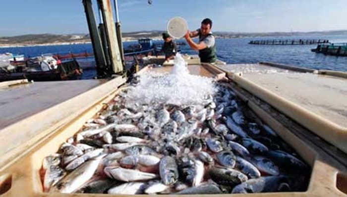 Conservation of Monastir Fishery at Risk