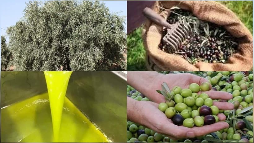 بوعجلة تتصدر إنتاج الزيتون بـ92 ألف طن