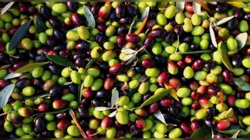 رئيس اتحاد فلاحة القصرين يحذر من أضرار البرد على الإنتاج