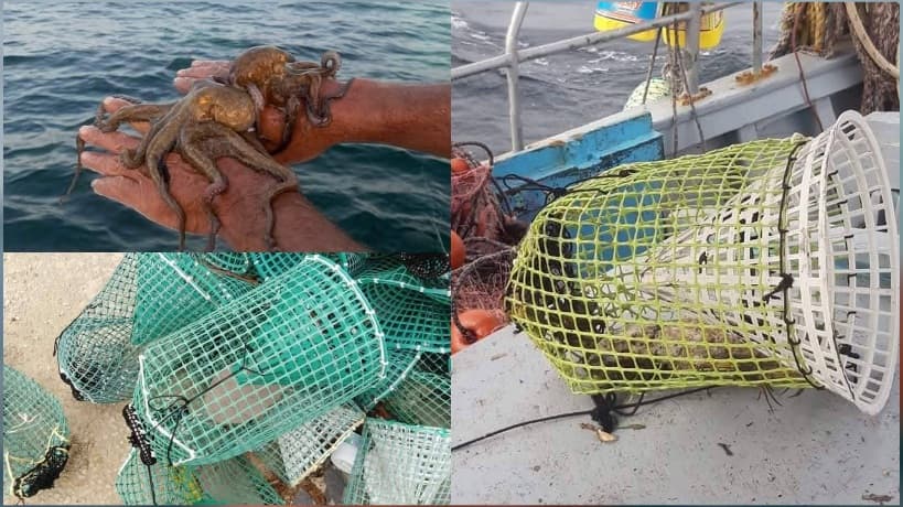 Houtiyat Urges Tunas Fishing System Review