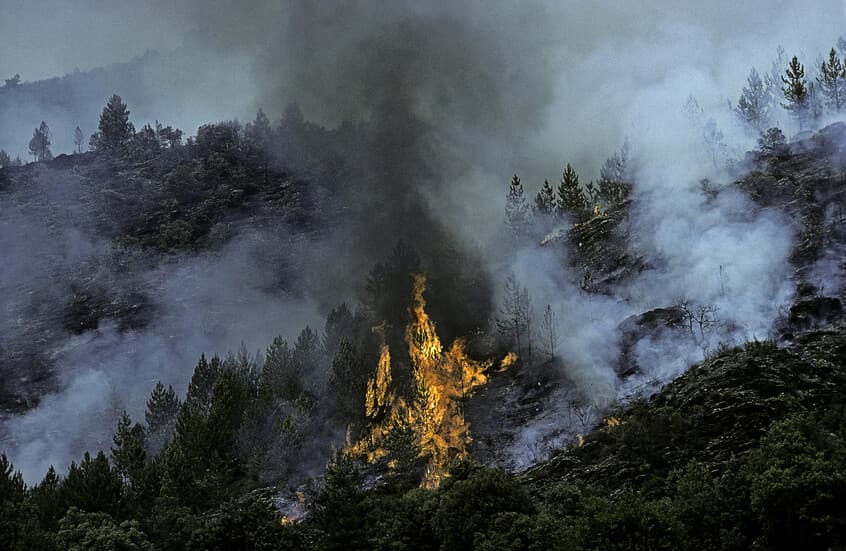 Northern Algeria fires hospitalize 100 residents