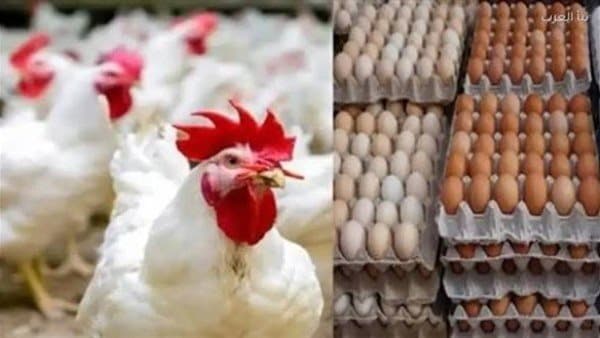 سعر الدواجن اليوم في السوق