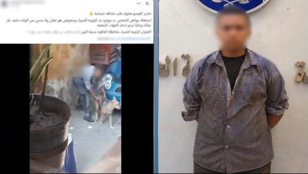 النيابة تستجوب طفل متهم بالتعدي على كلب في القاهرة
