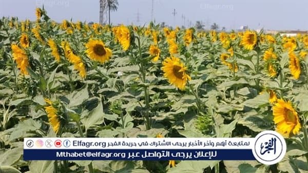 محافظ الفيوم يراقب جهود الزراعة للتنمية المستدامة