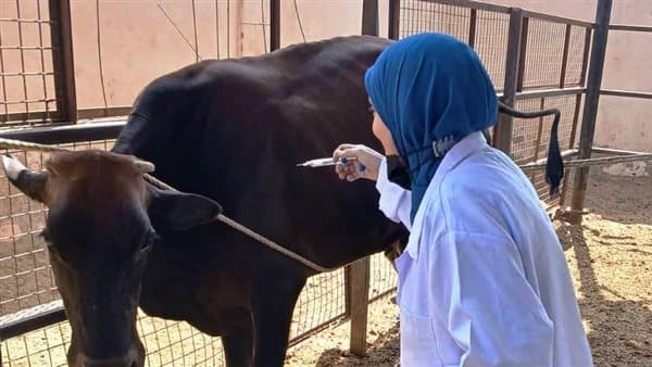 حملات بيطرية في أسوان لدعم الثروة الحيوية
