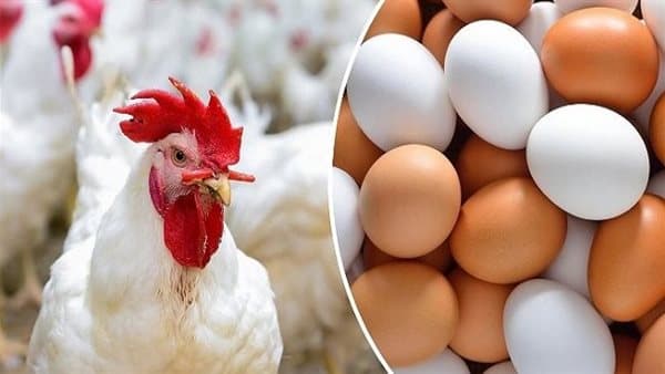 سعر الدواجن في الأسواق اليوم 21 سبتمبر