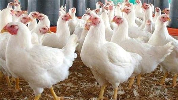 سعار الدواجن الأربعاء 23 سبتمبر