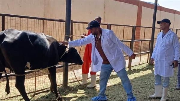 الطب البيطري بأسوان يواصل حماية الثروة الحيوانية