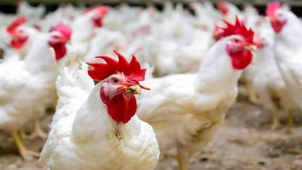 أسعار الدواجن اليوم الأحد 27 سبتمبر