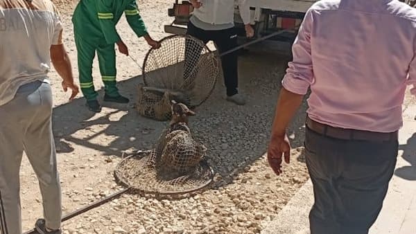 محافظ الدقهلية يتابع حملات مواجهة الكلاب بميت غمر