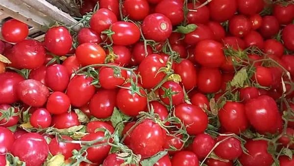 نقيب الفلاحين يوضح سر انخفاض سعر الطماطم