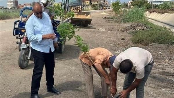 إجراء نهائي بشأن قطع الأشجار في الشرقية
