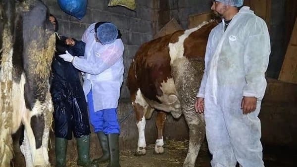 الزراعة تنفي تجميد تعيين الأطباء البيطريين