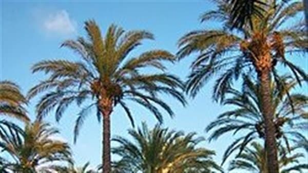 مشروع تمرات يوفر فرص عمل لـ1500 نخلة