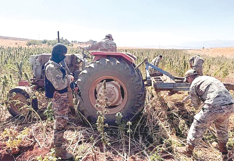 Army seizes around 60 dunams of cannabis in Baalbek