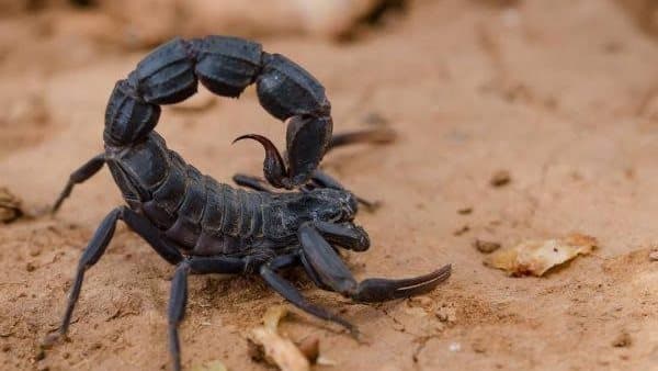 أربعة مصابين بلدغات عقارب في الوادي الجديد