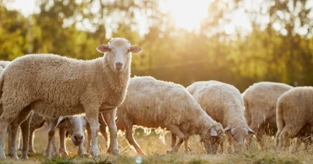 Jordan sheep theft results in 3-year labor