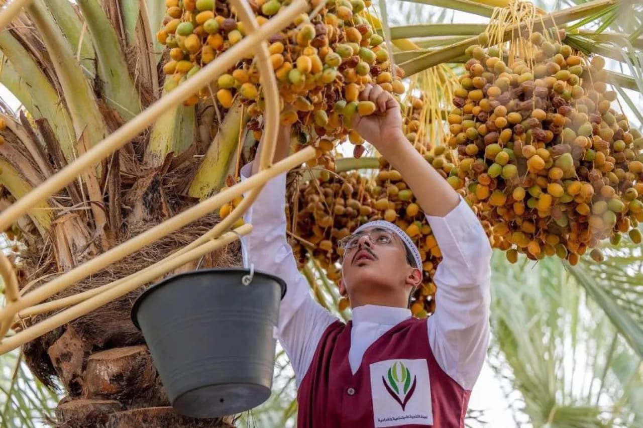 Saudi Arabia leads in date exports for fourth year at $517M