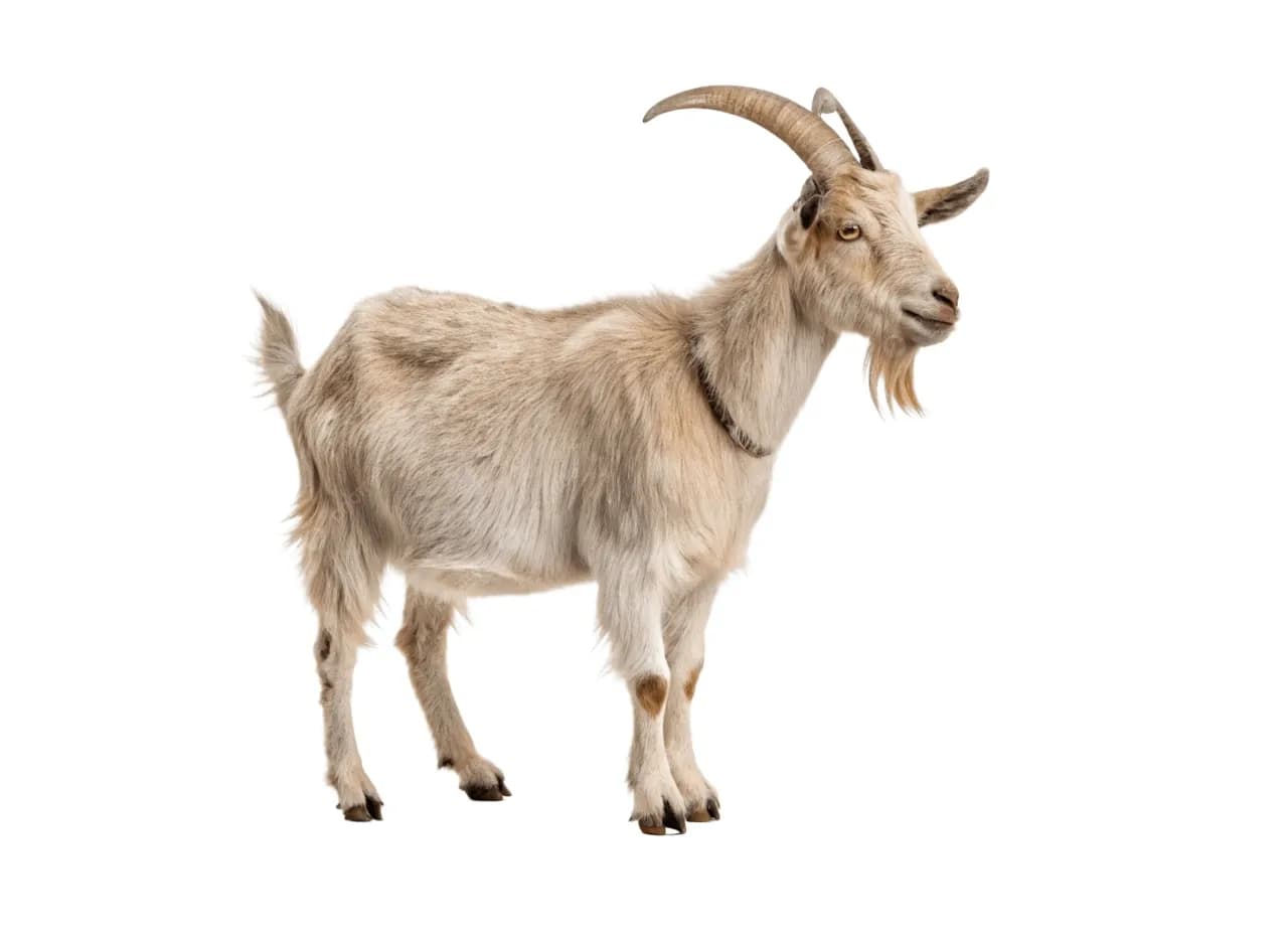 Two Jordanians face trial over goat