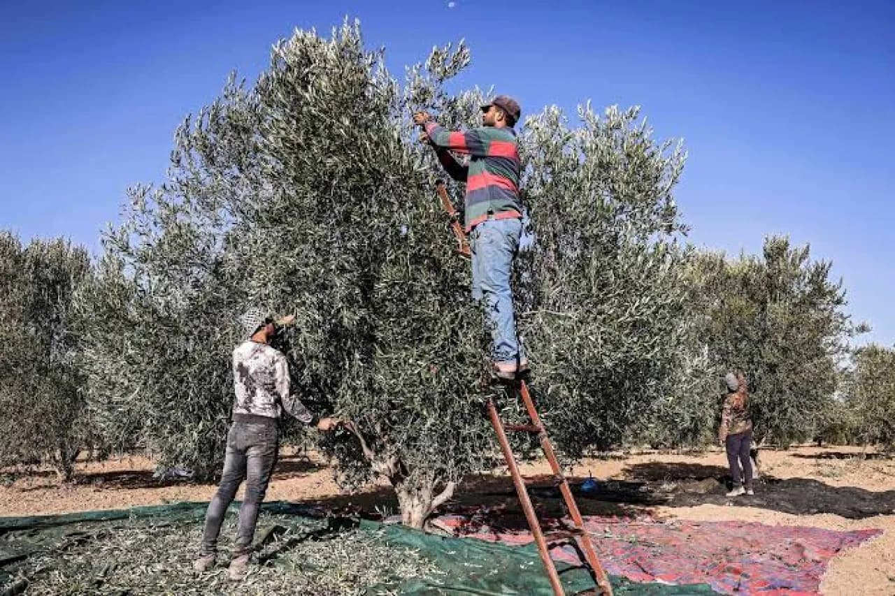 Jordanian figure urges farmers to delay olives