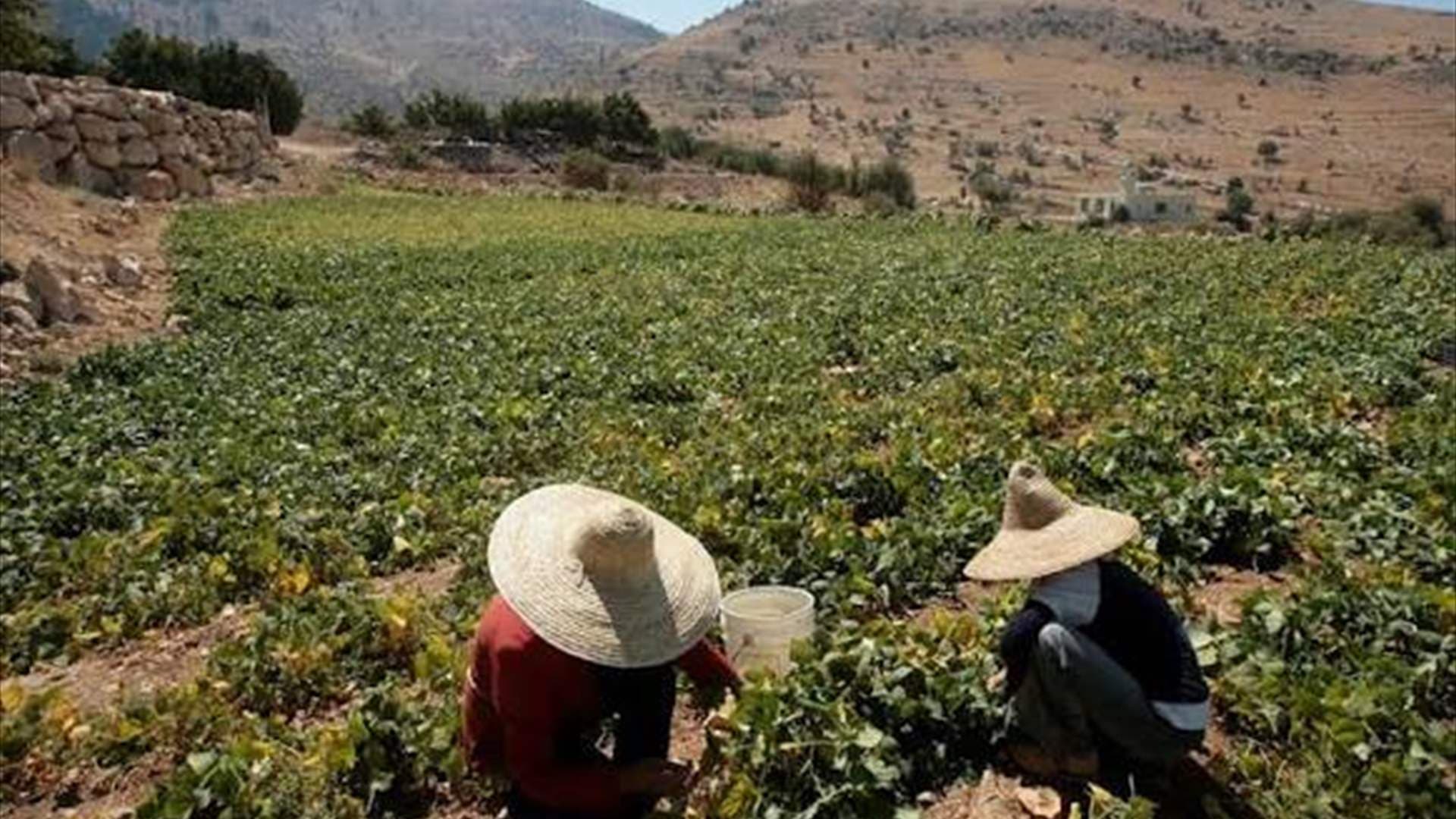الزراعة تحذر من قطاف الصنوبر المبكر وتؤكد على إدارة الآفات
