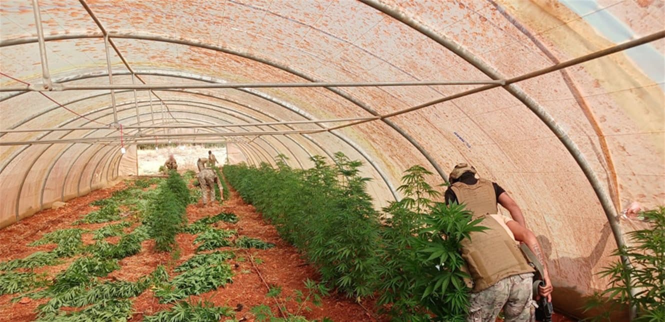 Budai raid seizes weapons and destroys marijuana tent