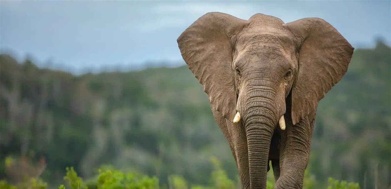 Wild elephant attacks group in India